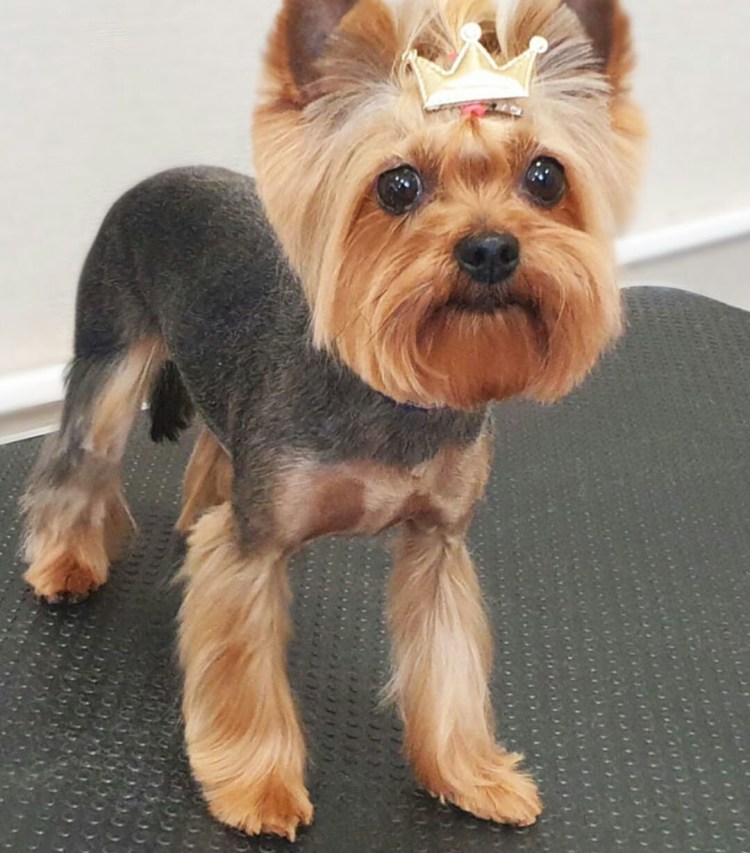 Стрижки для йорков мальчиков эффектные
