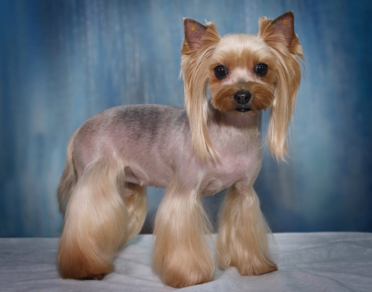 Гигиеническая стрижка Йорка