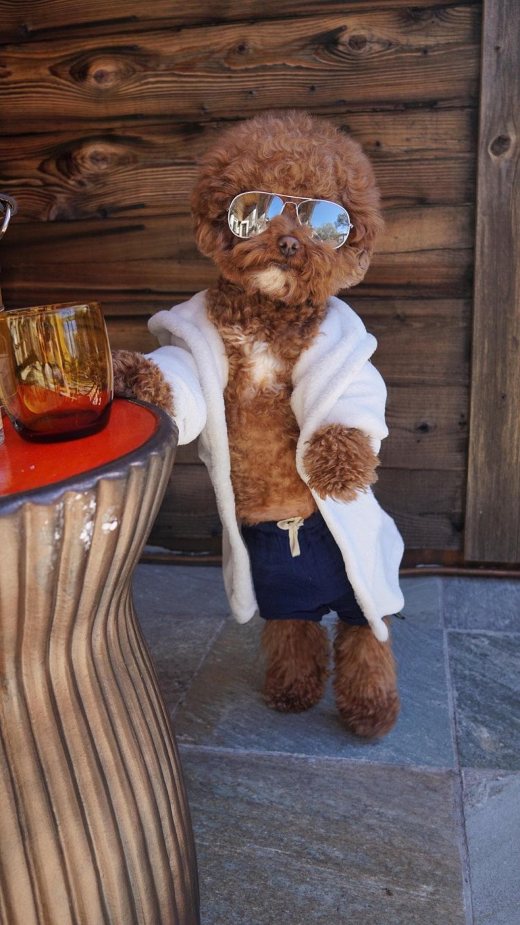 Королевский пудель нестриженный