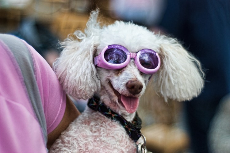 Злой пудель