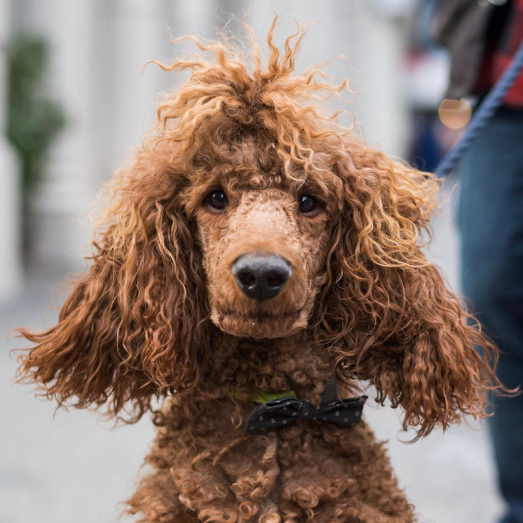 Черный пудель мастер и Маргарита