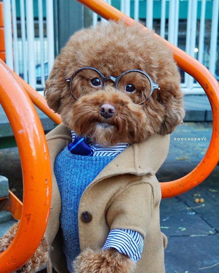 Черный пудель в очках