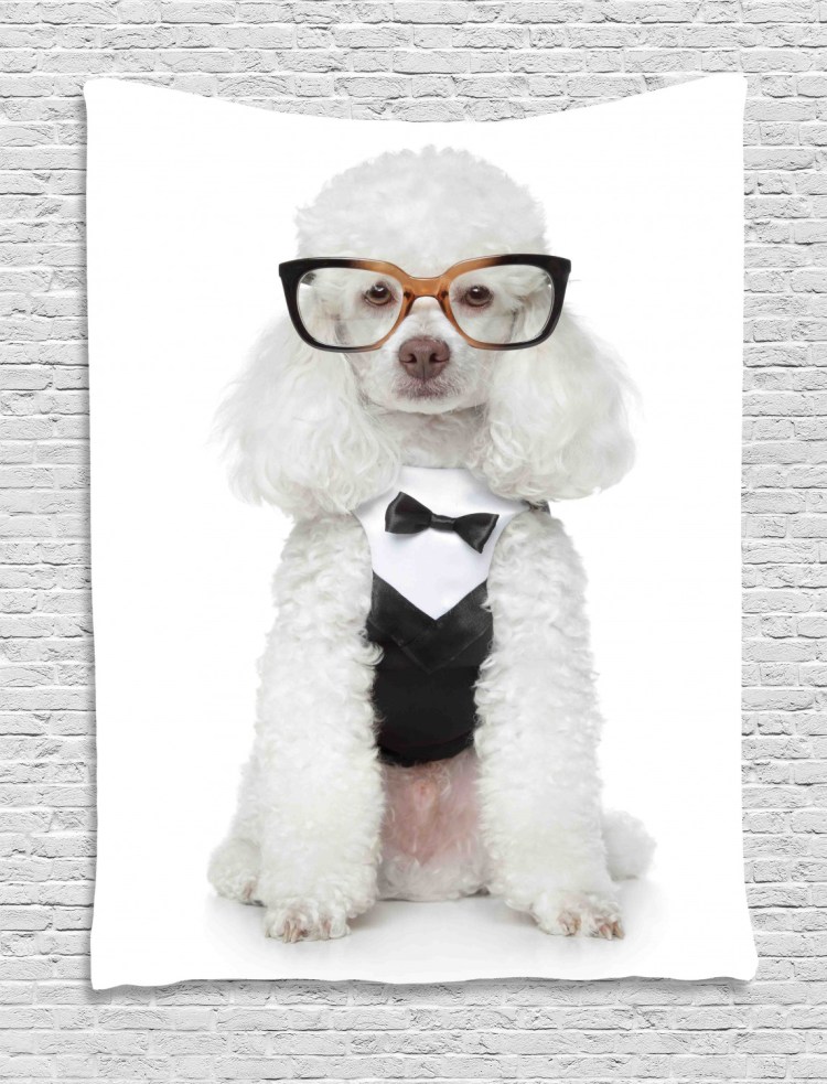 Пудель смешной в очках