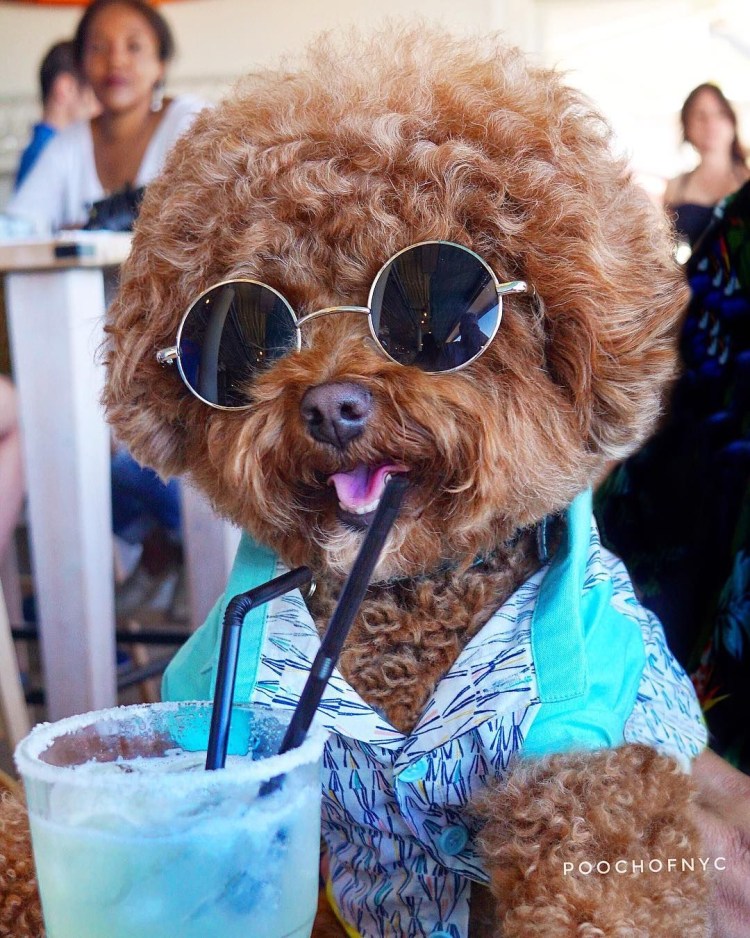 Веселый пудель