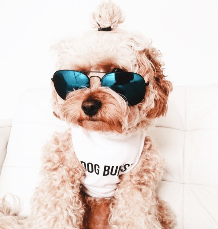 Модные собачки в очках