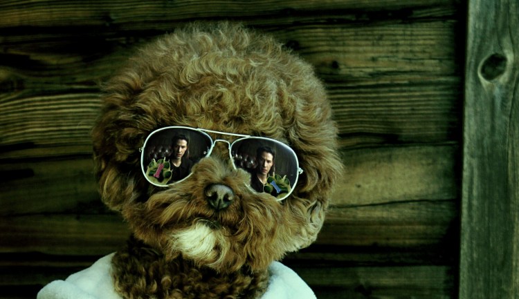 Кудрявый пес в очках