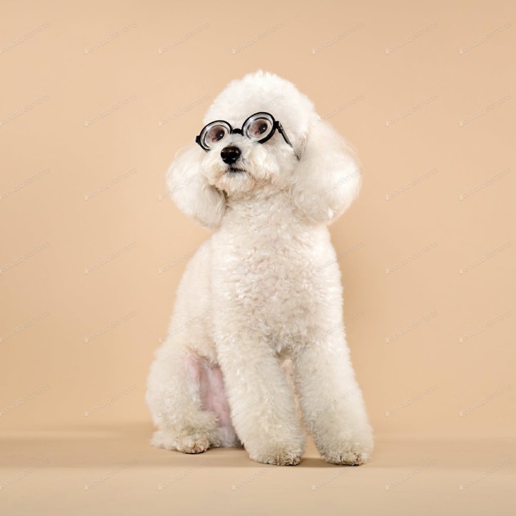 Пудель в очках фото