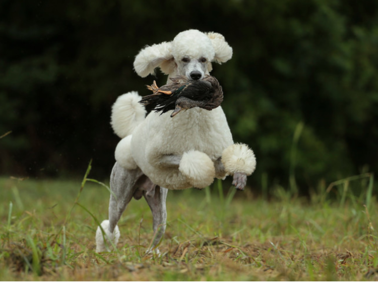 Коричневый большой пудель из аниме