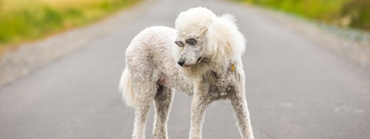 Кудрявая собака в очках