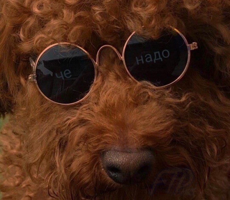 Пудель смешной в очках