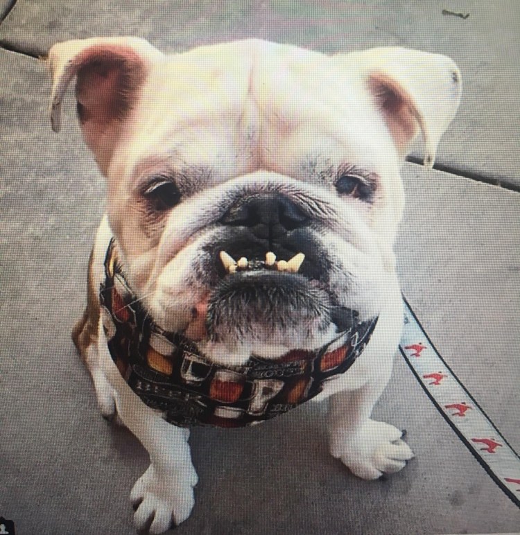 Стаффордширский бультерьер оскал