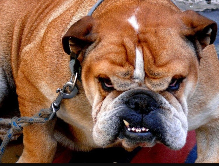 Оскаленный бульдог