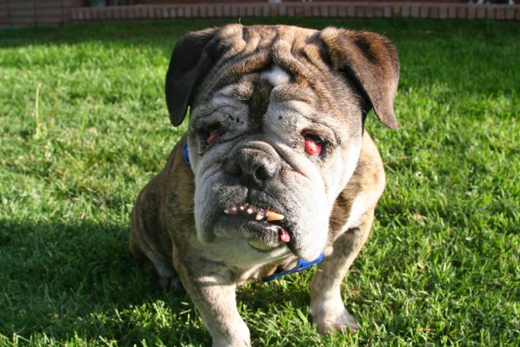Английский бульдог страшный