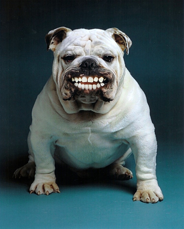 Слюнявый бульдог