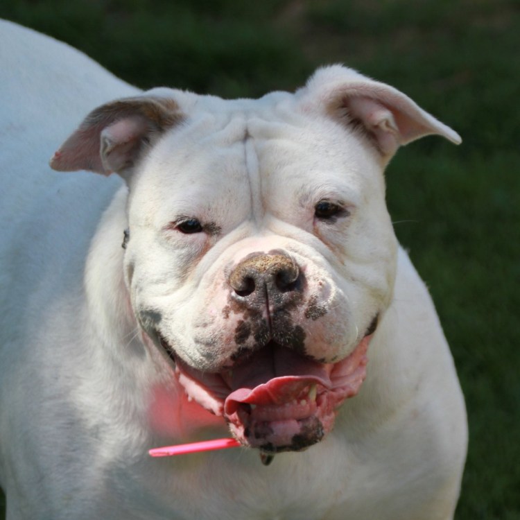 Бульдог жа жа