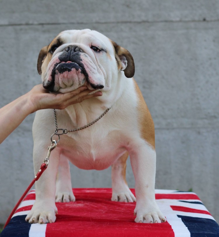 Американский бульдог злой