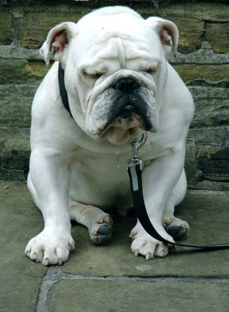 Бостон терьер злой