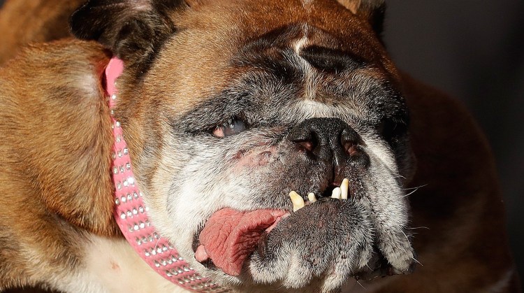 Американский стаффордширский терьер злой