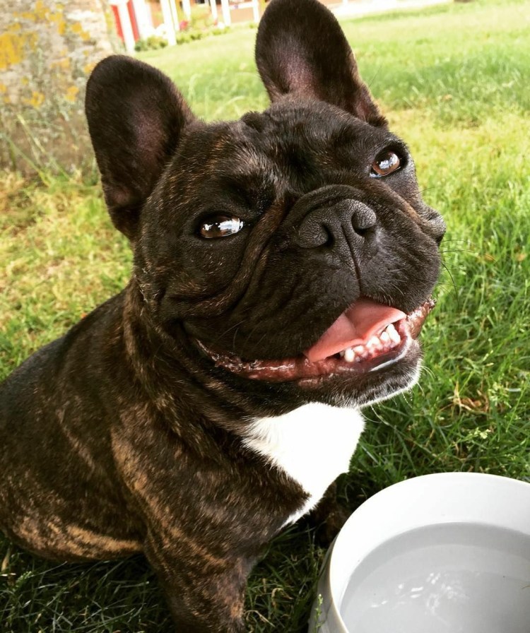 Американский питбультерьер опасная собака