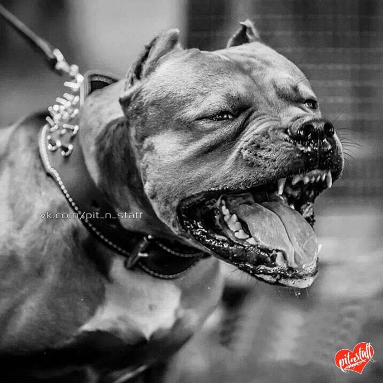 Бульдог косой