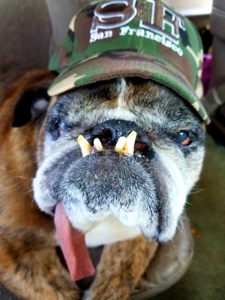 Английский бульдог злой