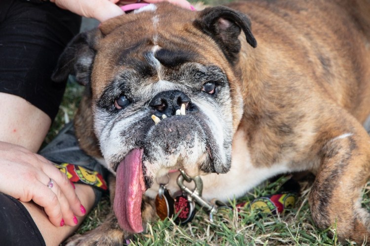 Бульдог Жажа