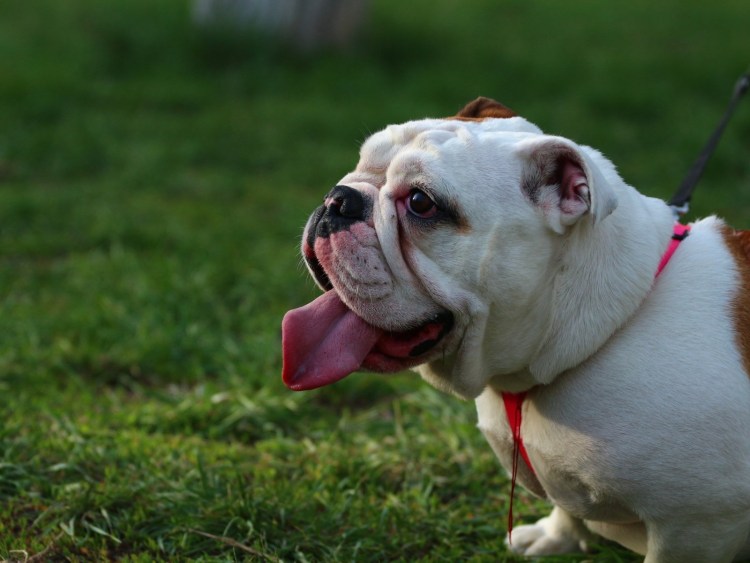 Английский бульдог