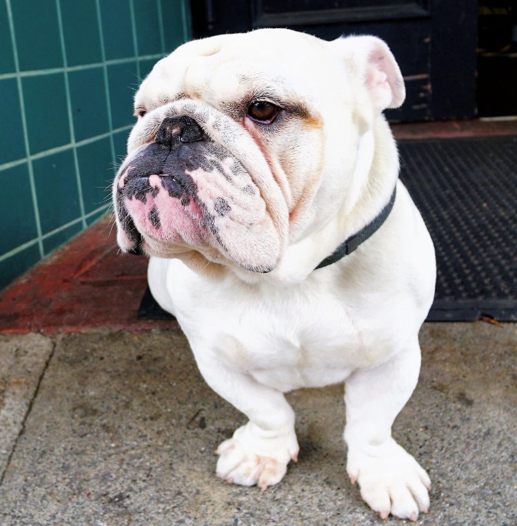 Самый страшный бульдог в мире