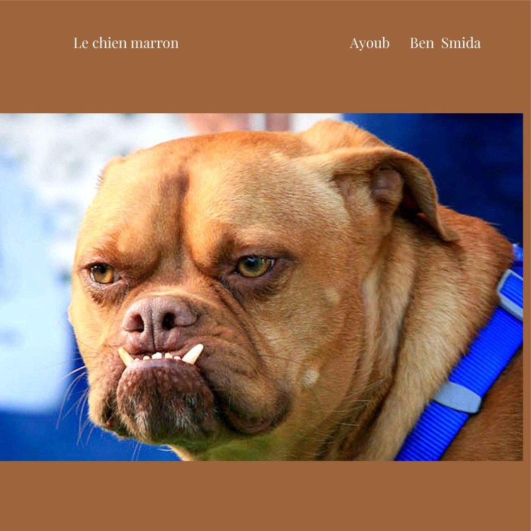 Лохматый французский помощник французского