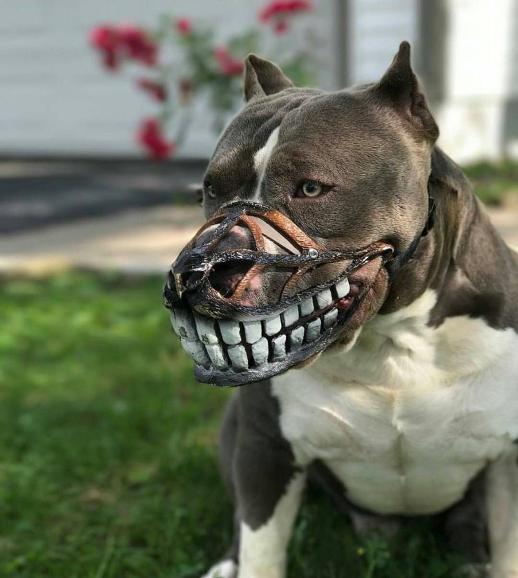 Английский бульдог жа-жа