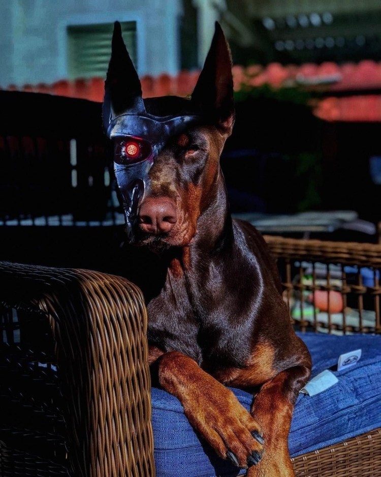 Доберман снуп дог
