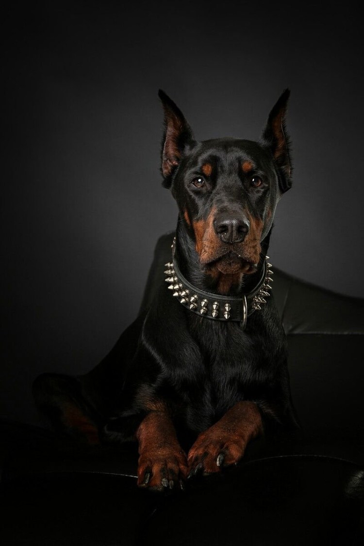 Доберман пинчер злой