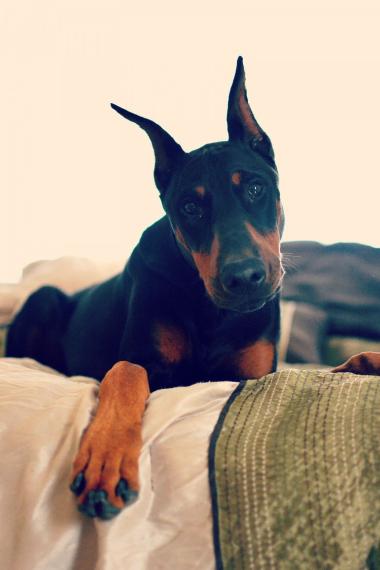 Собака Доберман с человеком