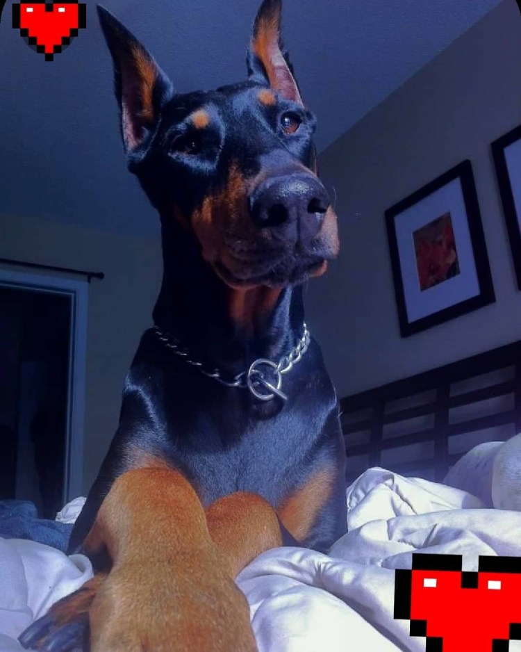 Доберман-пинчер Эстетика