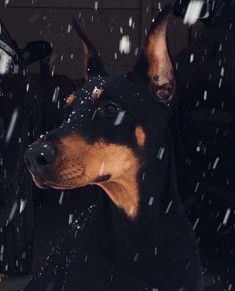 Доберман арт на аву