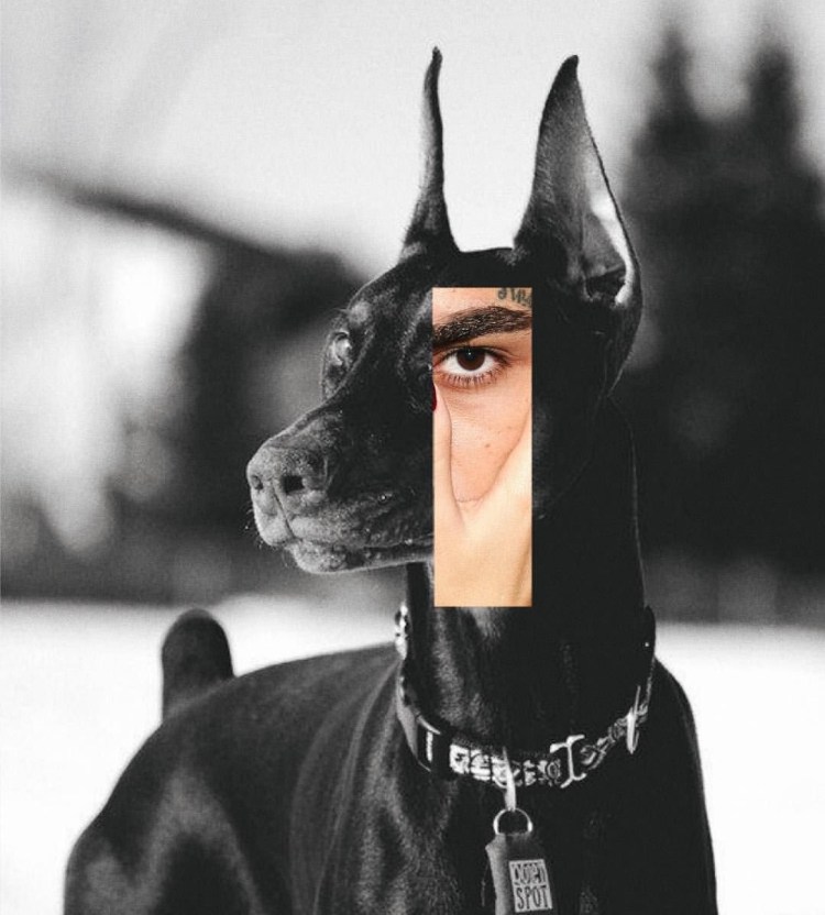 Доберман черный Эстетика