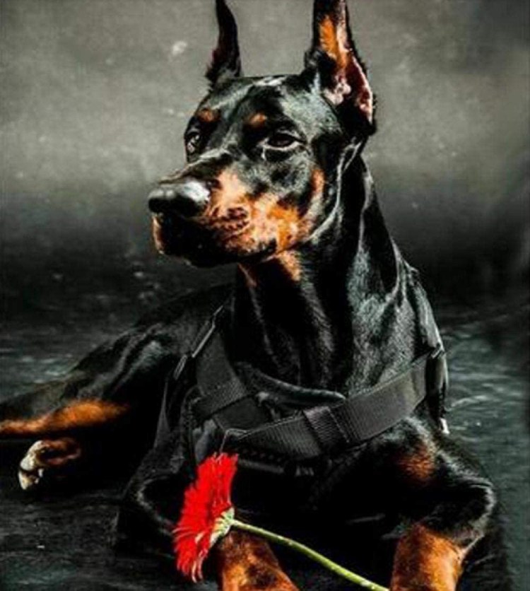 Доберман Шепард