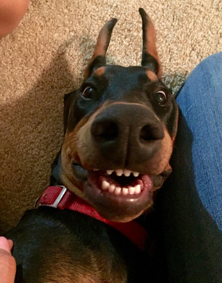 Доберманы estetica Эстетика