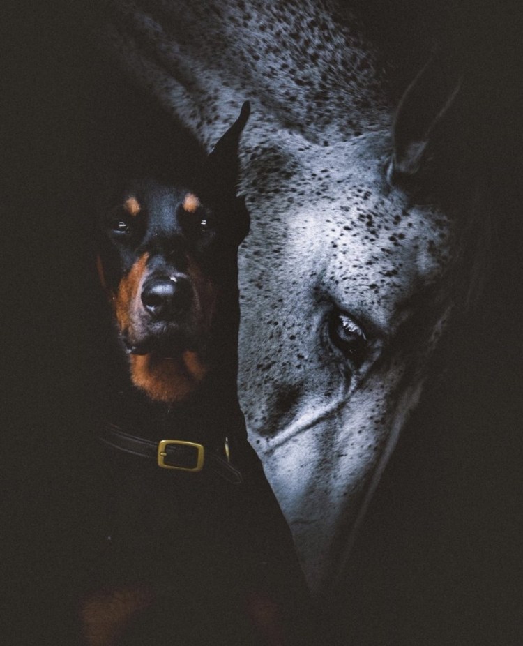 Доберман Айк фото