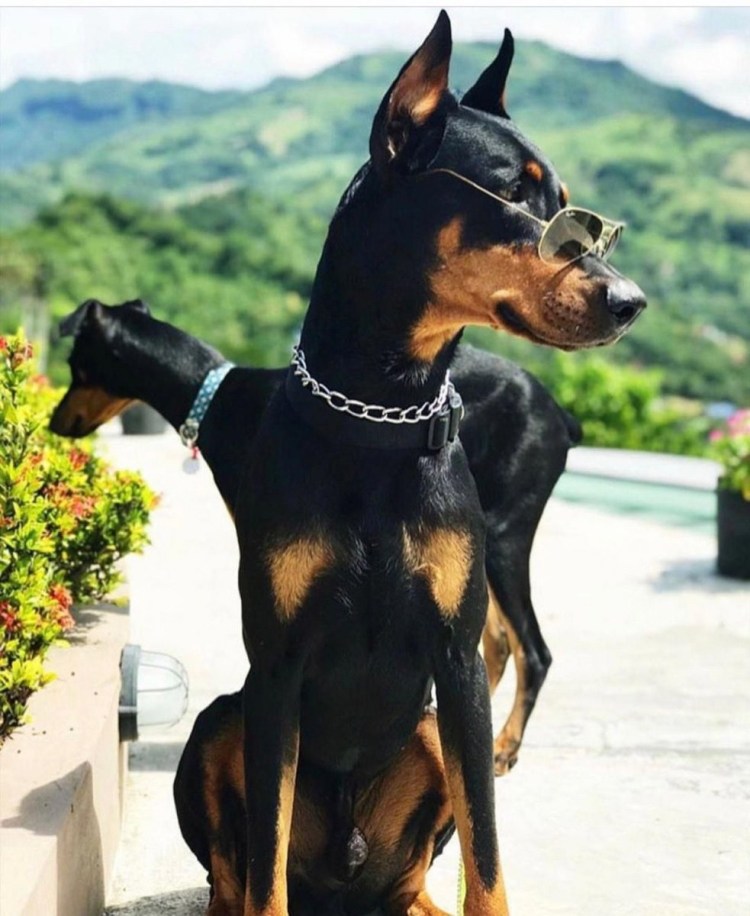 Доберман Эстетика