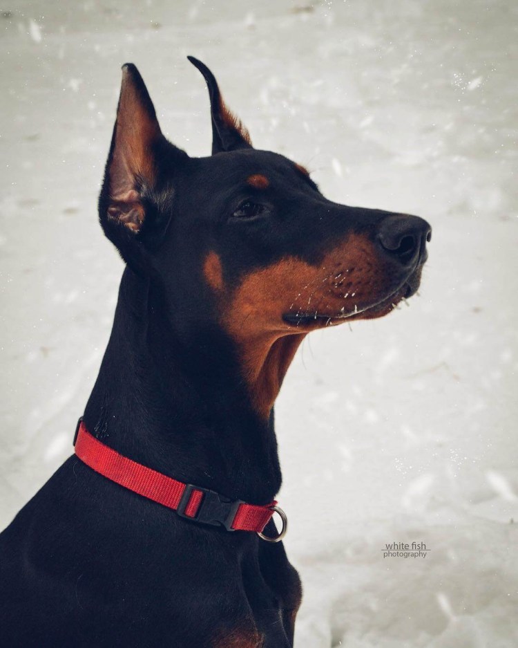 Доберман Эстетика