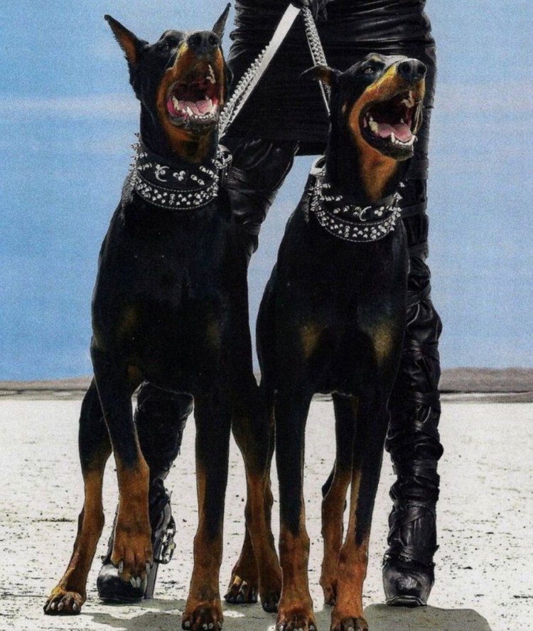 Доберман-пинчер фурри