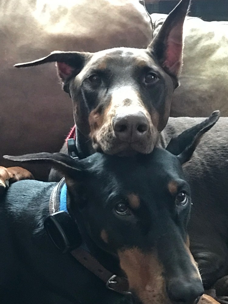 Катрина Доберман