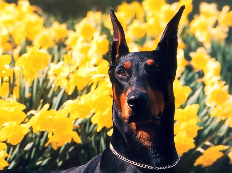 Влад Доберман