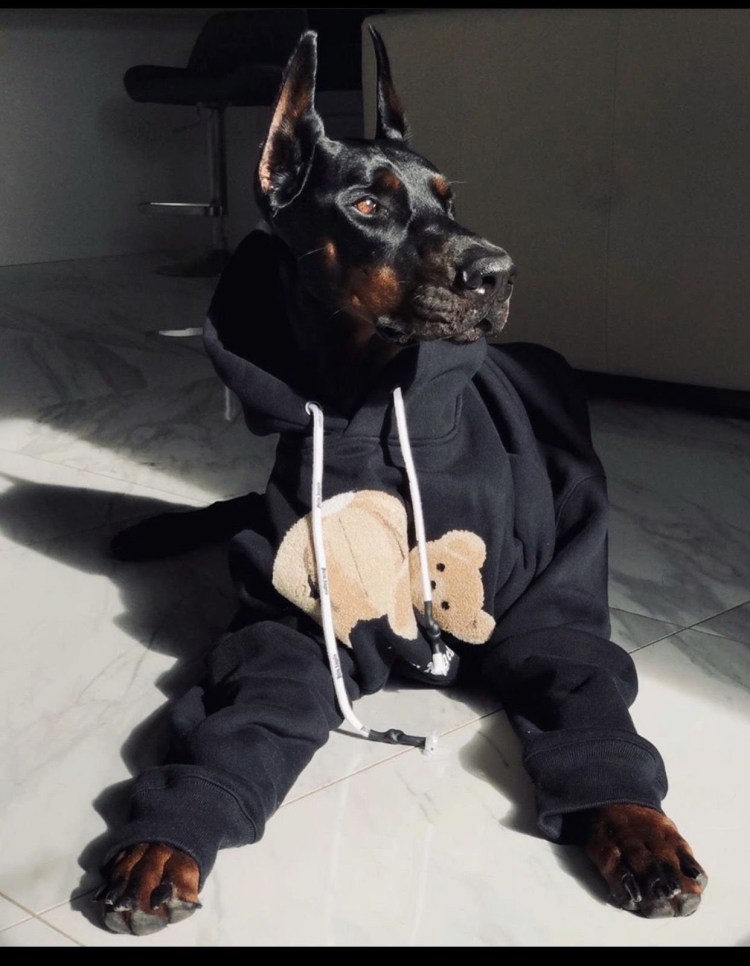 Доберман поводырь