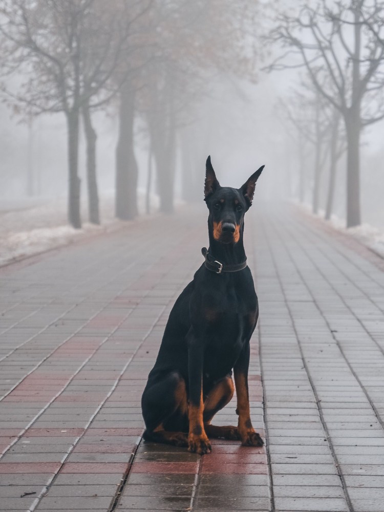 Доберман и Порше