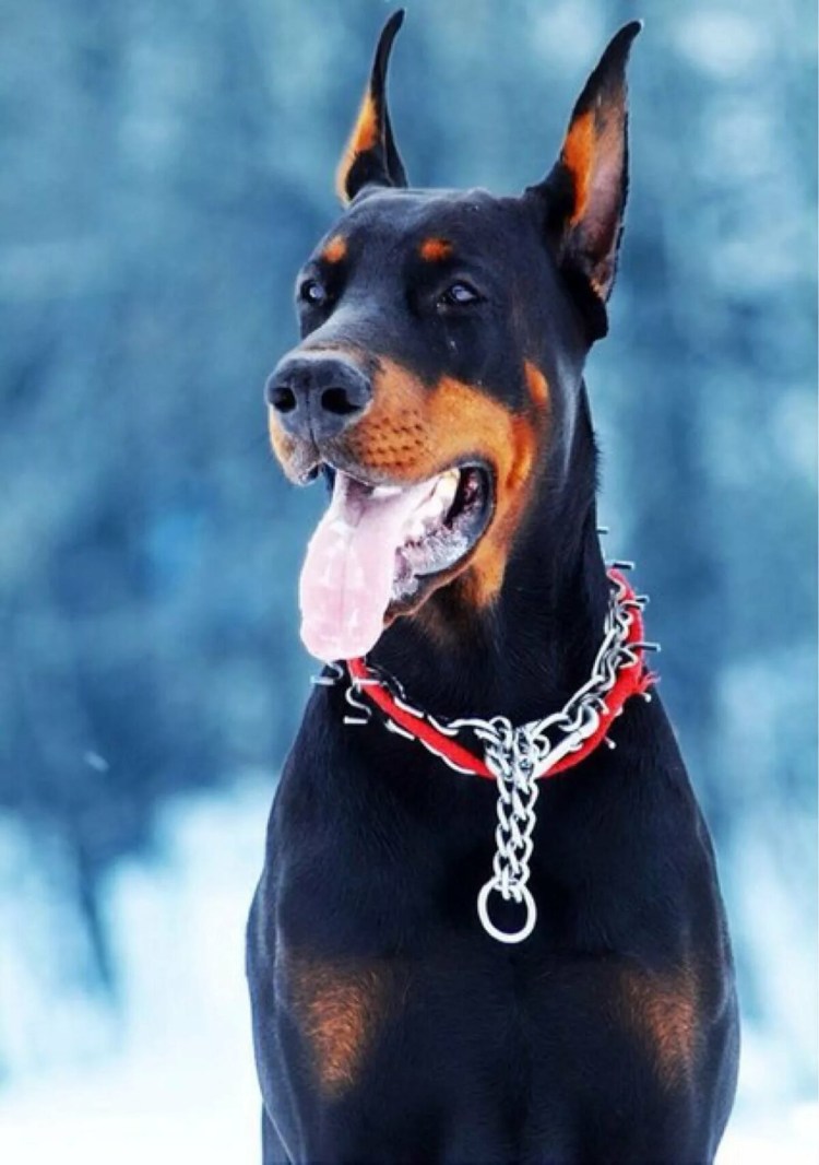 Доберман Эдит