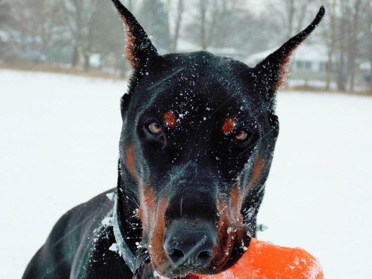 Доберман черный