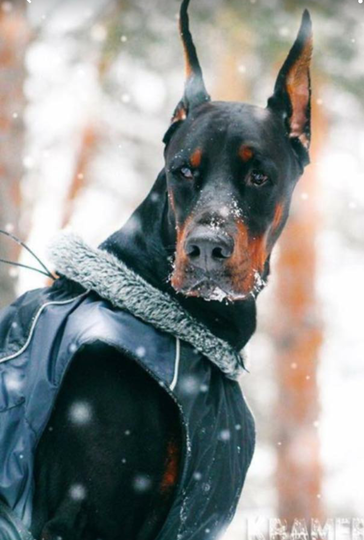 Эстетика собак Доберманы