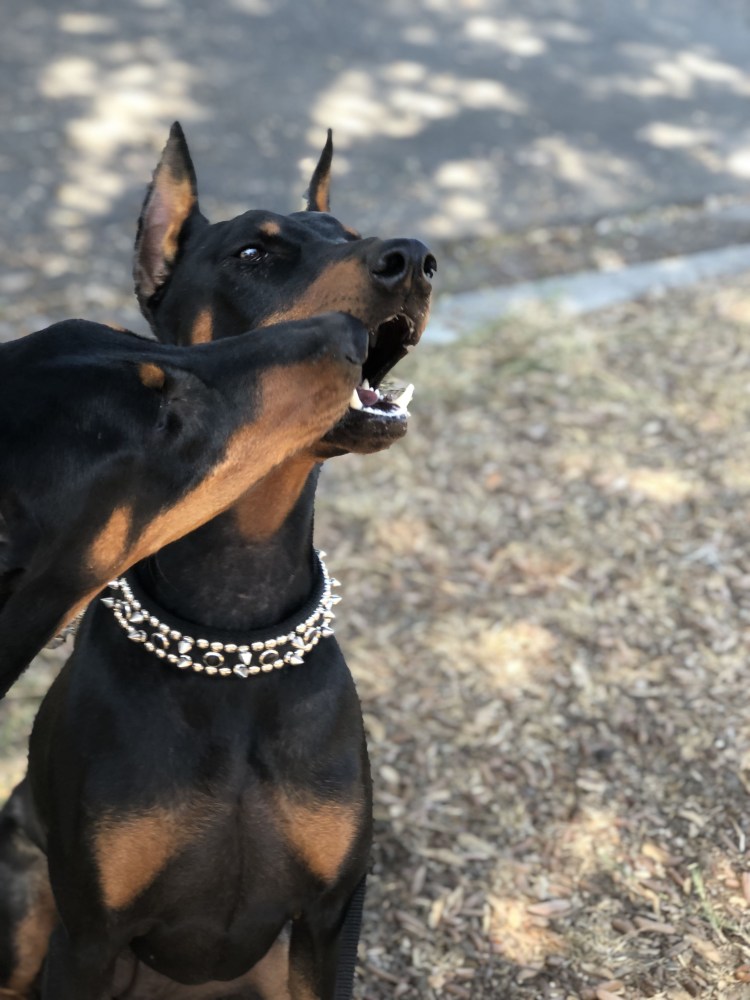 Данжеон догс Доберман